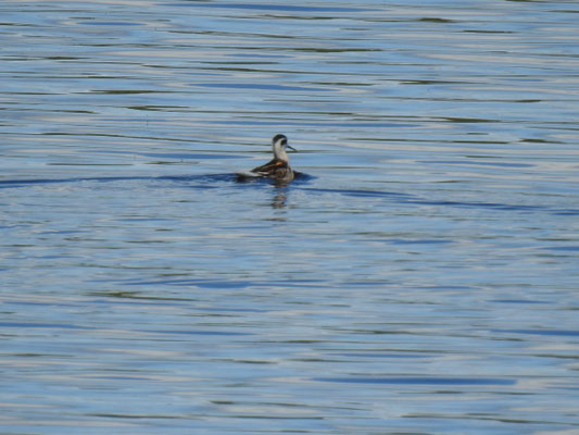 ebenso gibt es Enten in Alaska