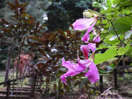 Pflanzen und Früchte im Regenwald
