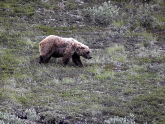 "Unser" Grizzly !