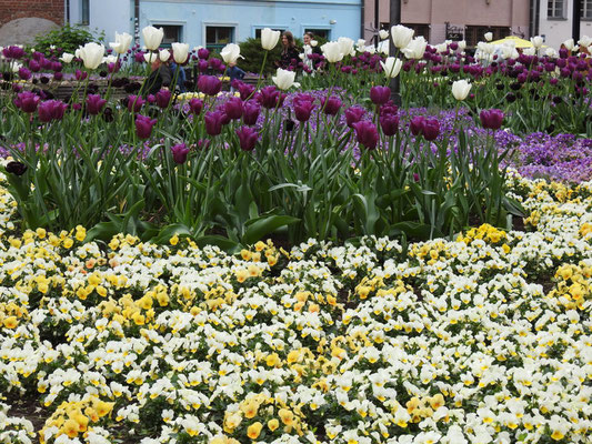 Aaah, für Tulpen muss man und Stofftier gar nicht nach Holland -