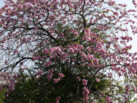 sakura auf Honshū