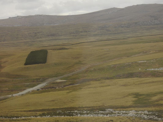 Na sowas, rechteckig - praktisch - gut, Aufforstung auf den Falklands