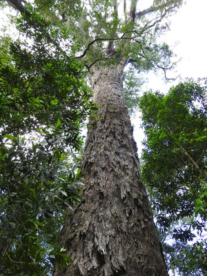 der Big Tree im Tsitsikamma-Wald