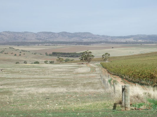 das Barossa Valley