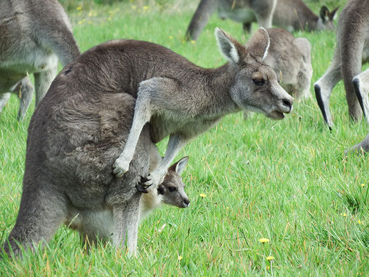 ebenso Känguru mit Nachwuchs.