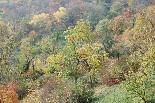 Herbstfarben in Buda, Budapest