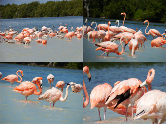 Flamingoidylle -  Riviera Maya - Yucatán, Mexiko