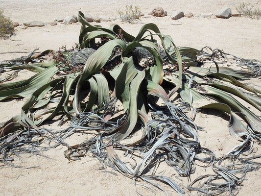 Welwitschia