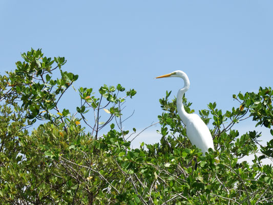 Wasservogelidylle -  Riviera Maya - Yucatán, Mexiko