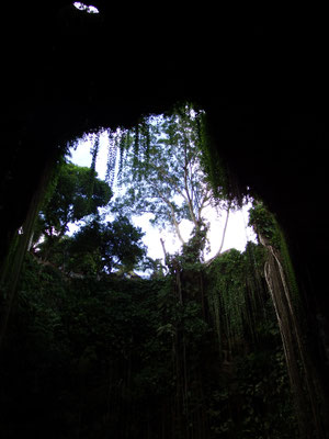 Blick von unten nach oben in der Cenote, Yucatán - Mexiko