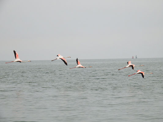 ... und elegant die Flamingos davonfliegen.