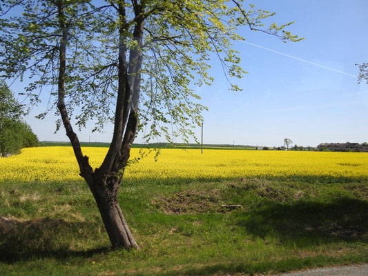 ... wunderschöne Rapsfelder rechts