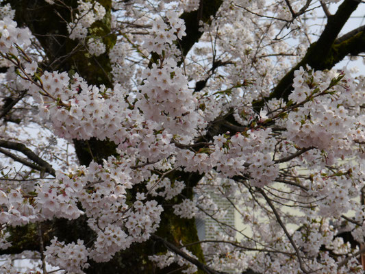 sakura auf Honshū