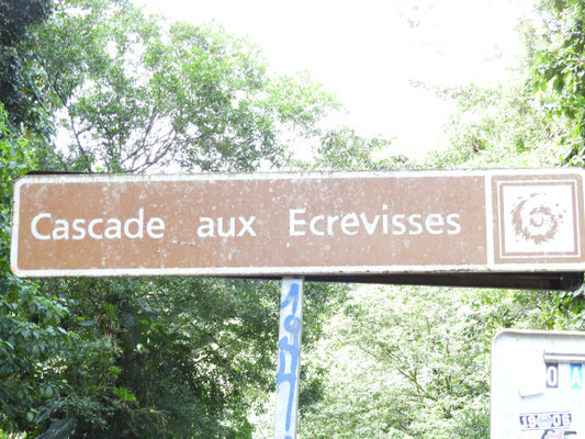 Es geht ein kleines Stück durch den Regenwald.