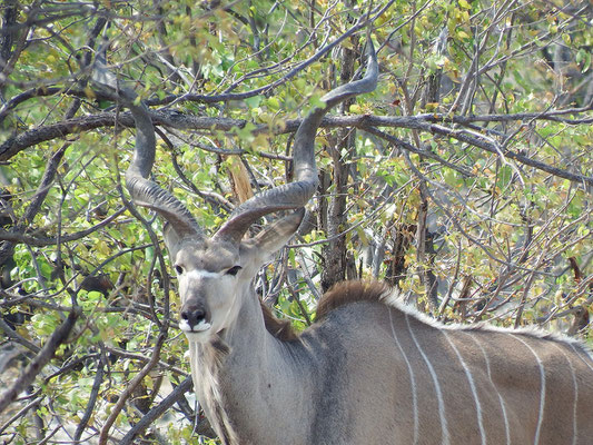 Kudu-Antilope