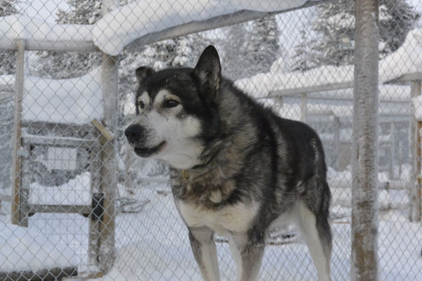 Oscar, der älteste Husky auf der Farm, stolze 14 Jahre alt.