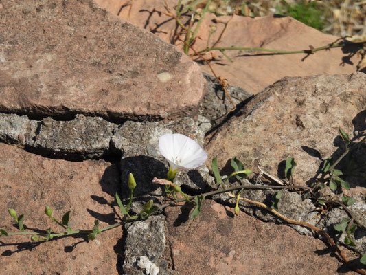 Mauerblümchen in Rom, Forum Romanum