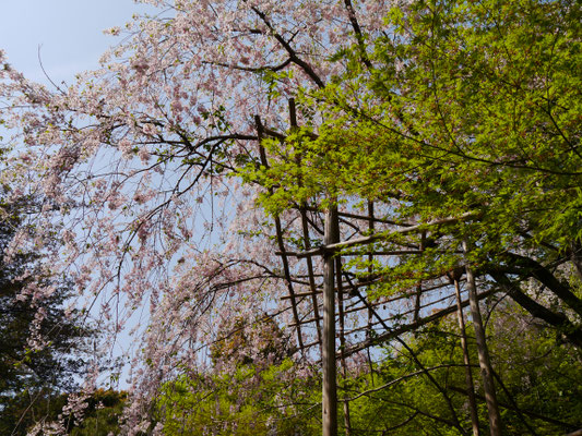 sakura auf Honshū