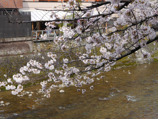 sakura auf Honshū