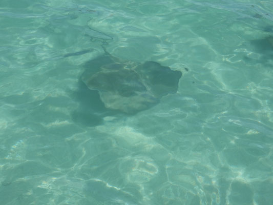 und noch ein Stingray