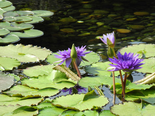 Seeblumen im Chi Lin Kloster