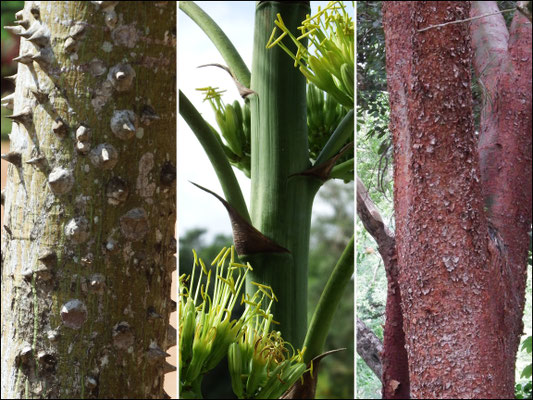 wunderhübsche Flora, auch wenn es schon 'mal piekt