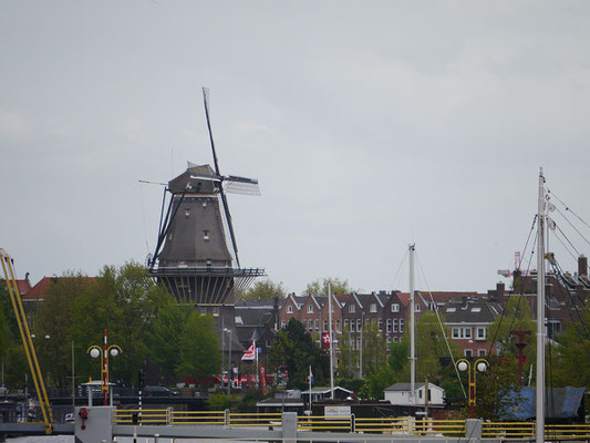 Wir (Kasimir, Cäsar und Fredi) sichten in Amsterdam typisch Niederländisches: Windmühle