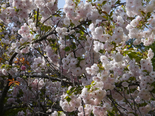 sakura auf Honshū