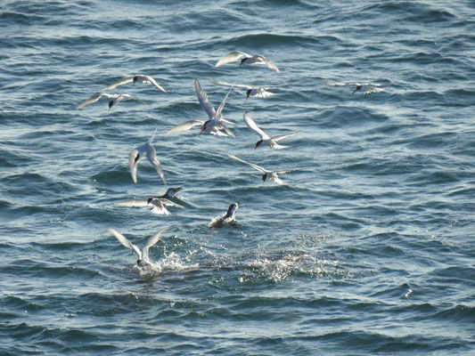 Möwen und Pinguine streiten um Fische