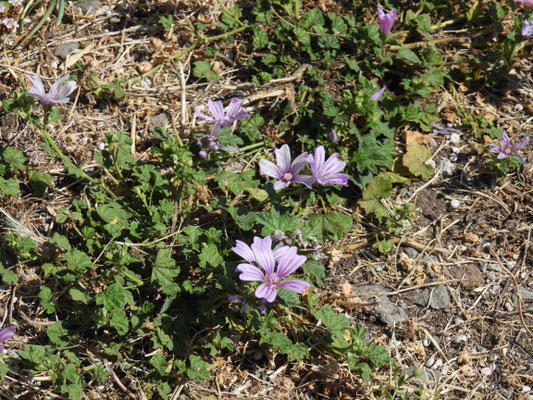 Mauerblümchen in Rom, Pyramide