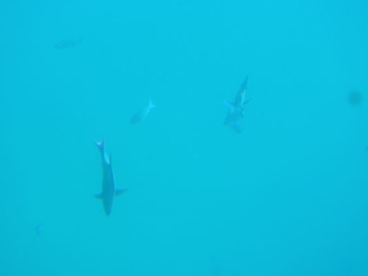 Fische im Gewässer Arubas