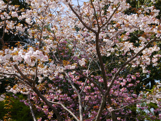 sakura auf Honshū