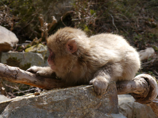 Japanmakaken (Schneeaffen) im Jigokudani Monkey Park bei den heißen Quellen von Yamanouchi, Nagano