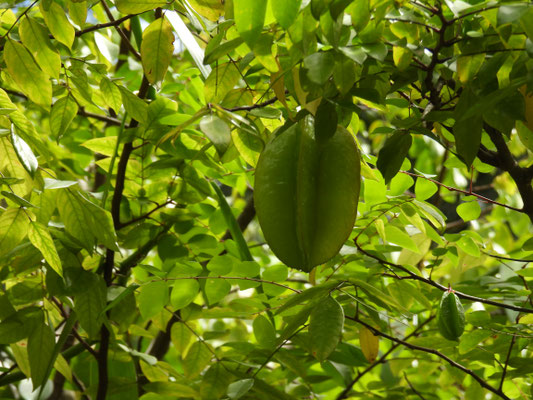 Pflanzen und Früchte im Regenwald