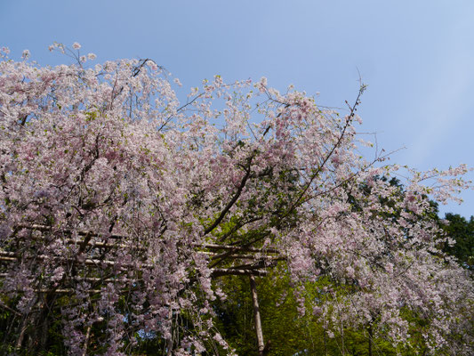 sakura auf Honshū