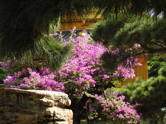 Jacaranda im wunderschönen Nan Lin Garten des Chin Lin Klosters