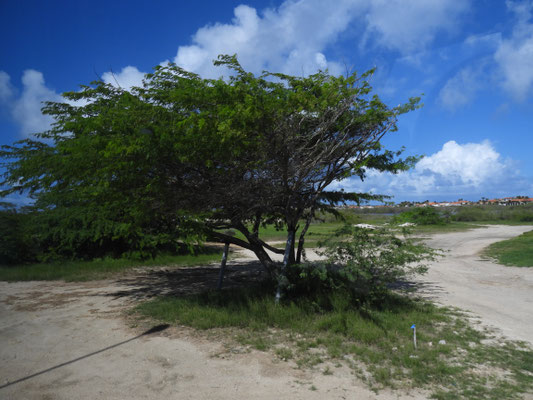ein Divi-Divi-Baum