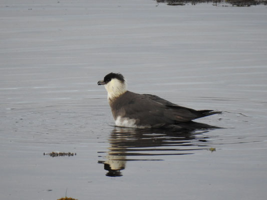 arktischer Vogel