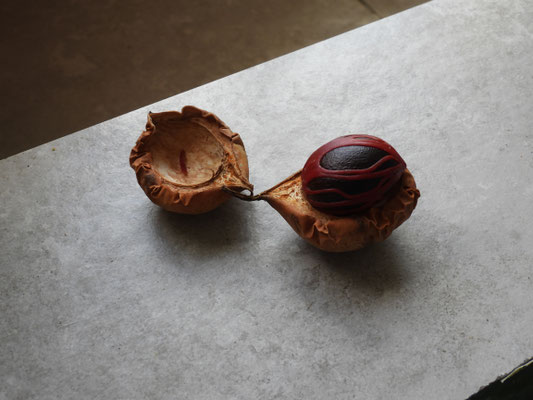 So sieht eine Muskatnuss von der Schale befreit aus. Das Rote, das die Nuss umgibt, ist Muskatblüte.