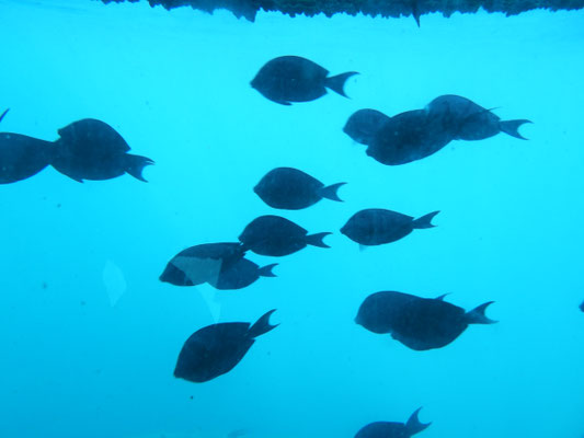 Fische im Gewässer Arubas