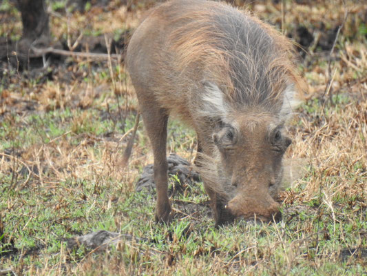 Warzenschwein