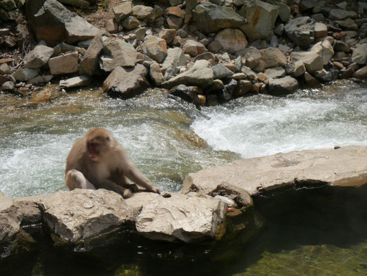 Japanmakaken (Schneeaffen) im Jigokudani Monkey Park bei den heißen Quellen von Yamanouchi, Nagano