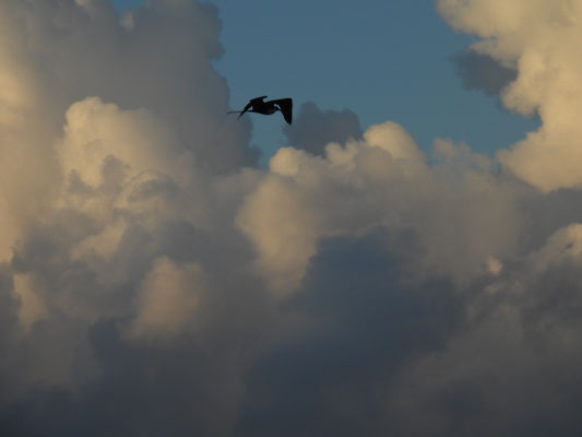 Flugbegleiter während der Anlandung