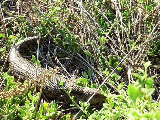 Echse auf Phillip Island