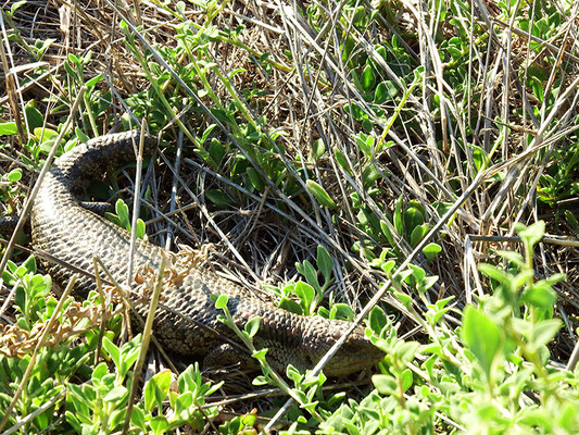 Echse auf Phillip Island