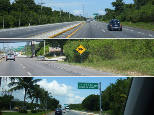 auf dem Weg zum Flughafen - von oben nach unten: (1) und läuft und läuft und läuft immer noch der Käfer (2) von wegen kreuzende Hirsche, kreuzende Jaguare!!! (3) Cirque du Soleil in Cancun! Hätten wir das gewusst, wären wir wie in Canada 2012  ...