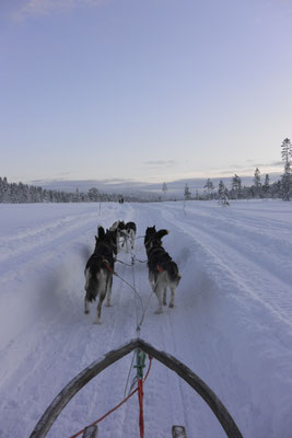 Unsere - Kasimirs, Cäsars, Fredis und Kerls - Husky-Safari.