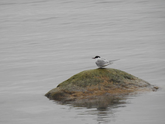 arktischer Vogel