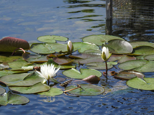 Seeblumen im Chi Lin Kloster