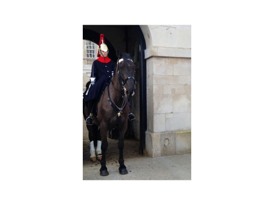 Horse Guard